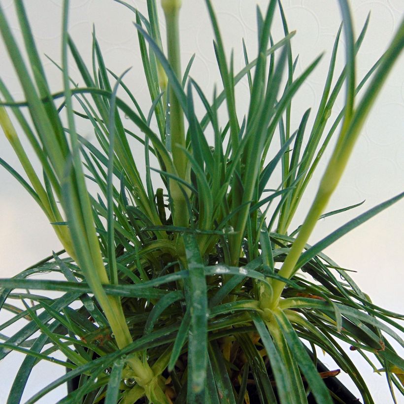 Dianthus plumarius Cranmere Pool (Foliage)