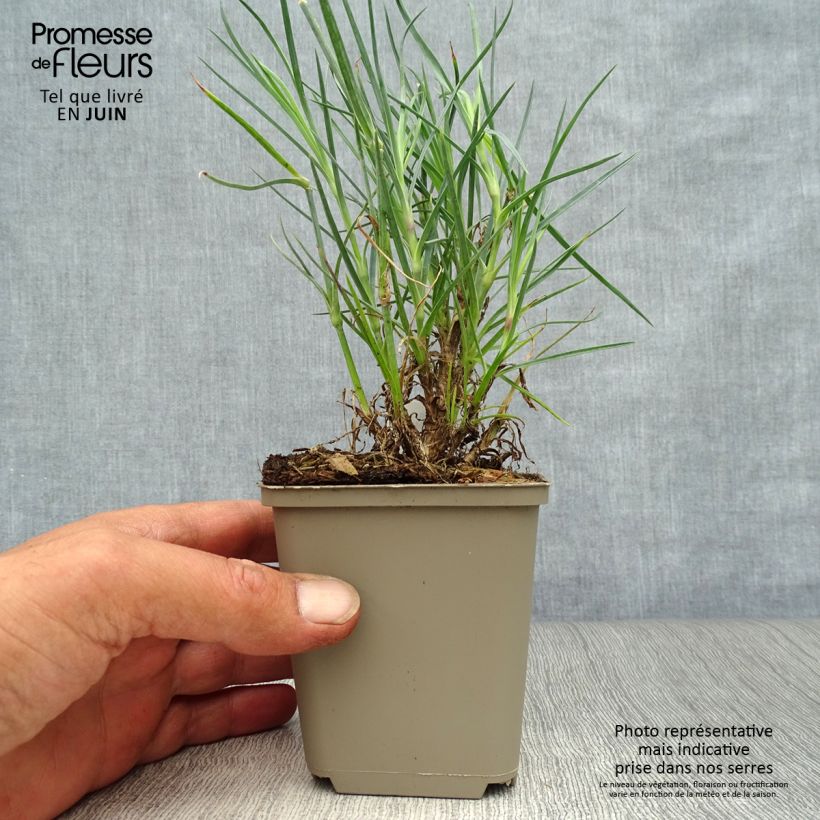 Dianthus plumarius David 8/9 cm pot sample as delivered in summer