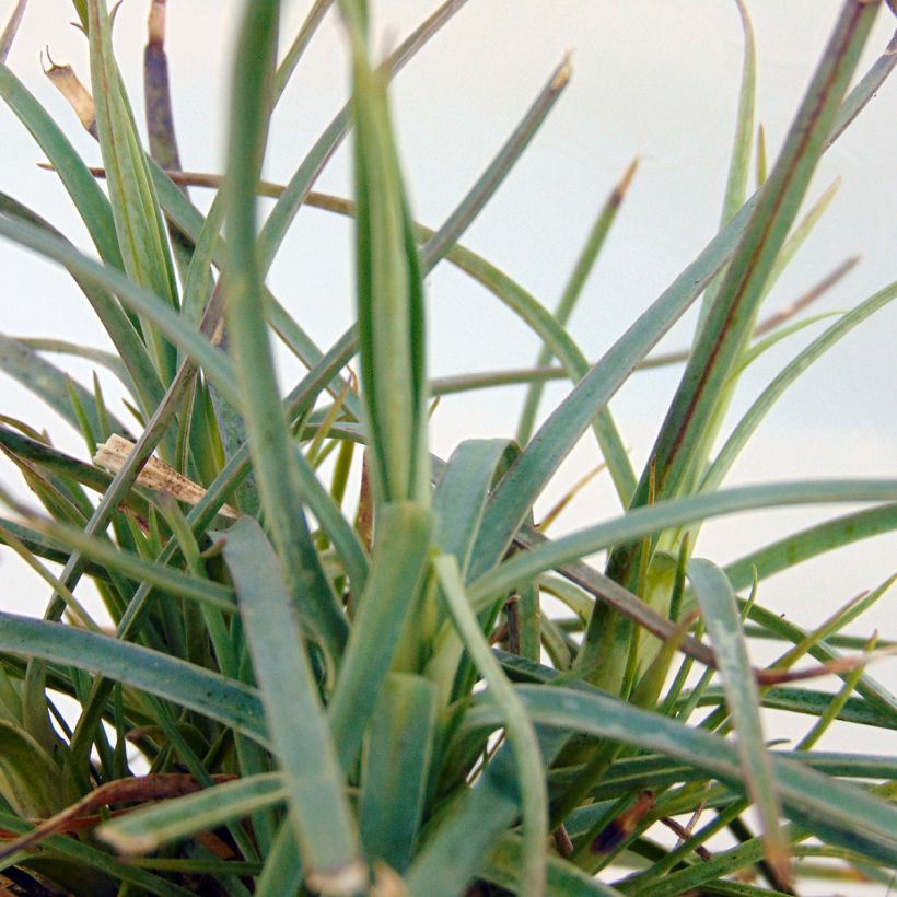 Dianthus plumarius David (Foliage)