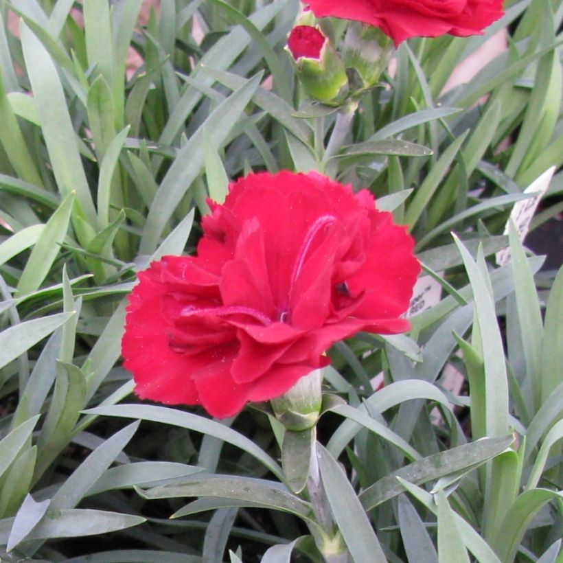 Dianthus plumarius Desmond (Flowering)