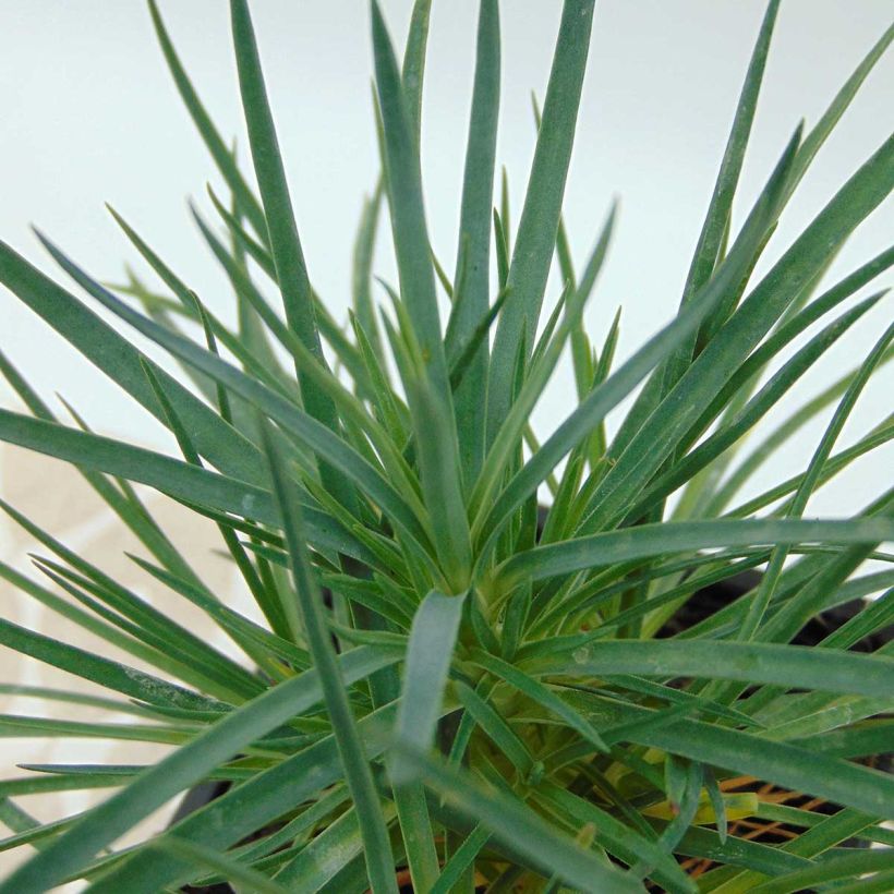 Dianthus plumarius Desmond (Foliage)