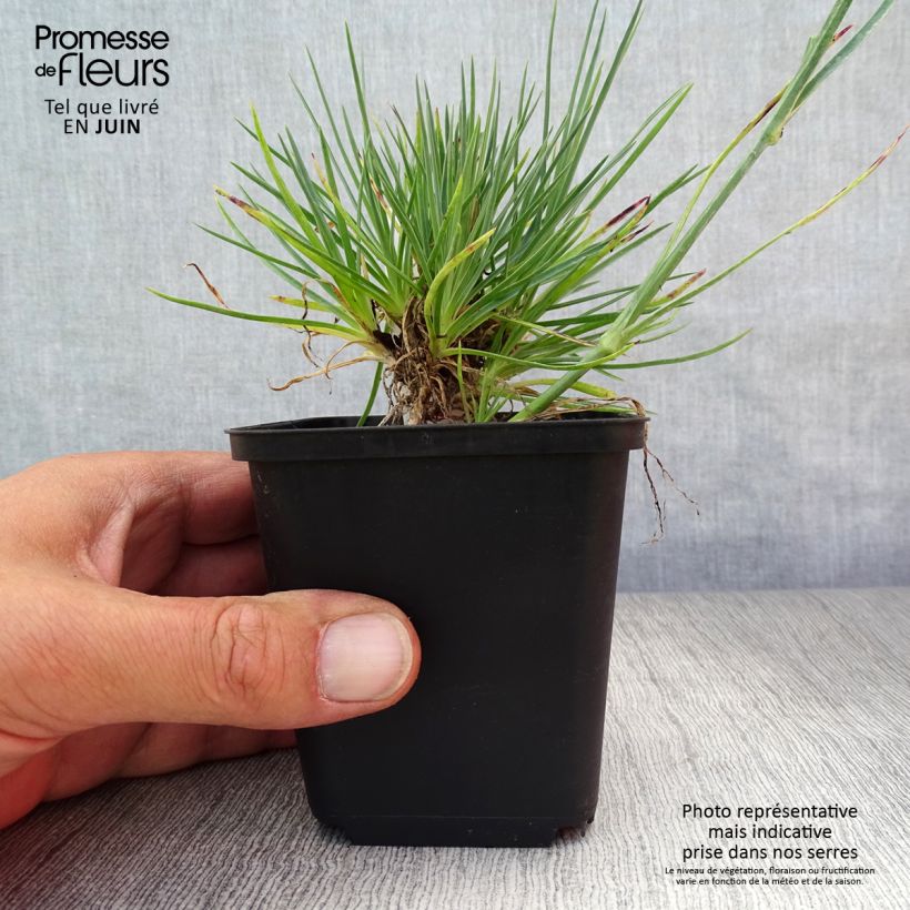 Dianthus plumarius Desmond 8/9 cm pot sample as delivered in summer