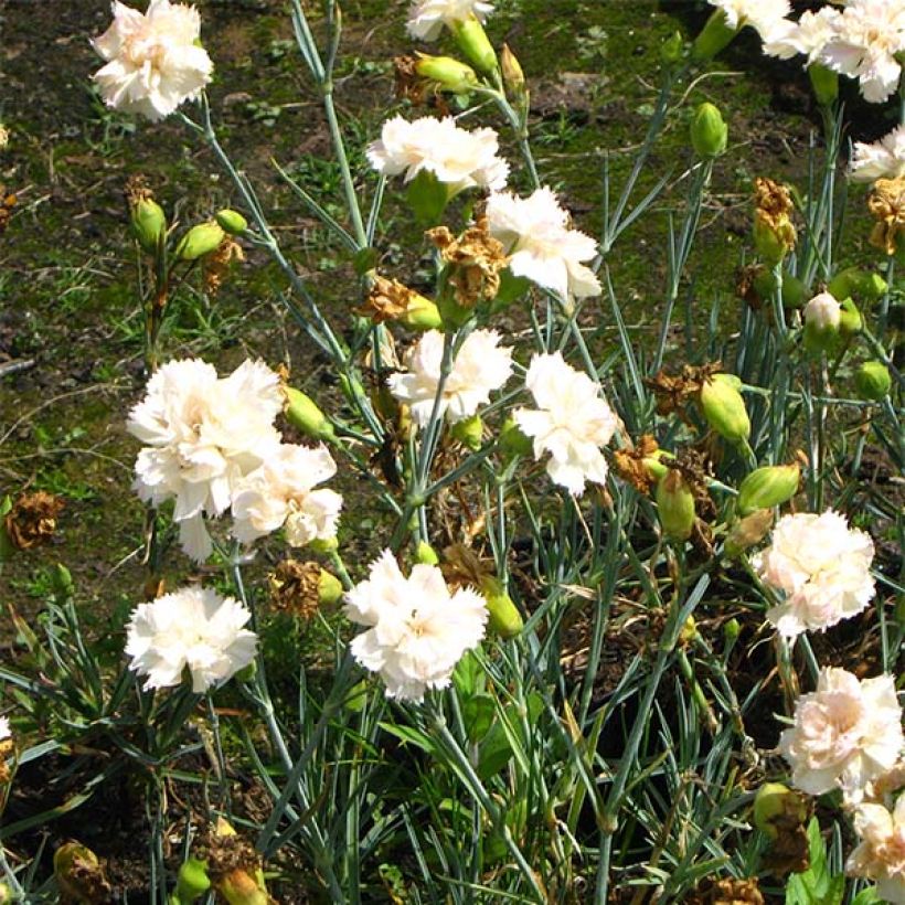 Dianthus plumarius Devon Cream (Flowering)