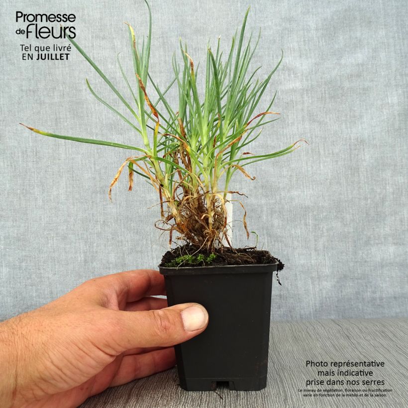 Dianthus plumarius Devon Cream 8/9 cm pot sample as delivered in summer