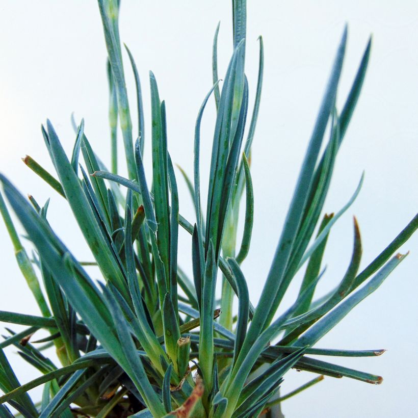 Dianthus plumarius Devon Cream (Foliage)