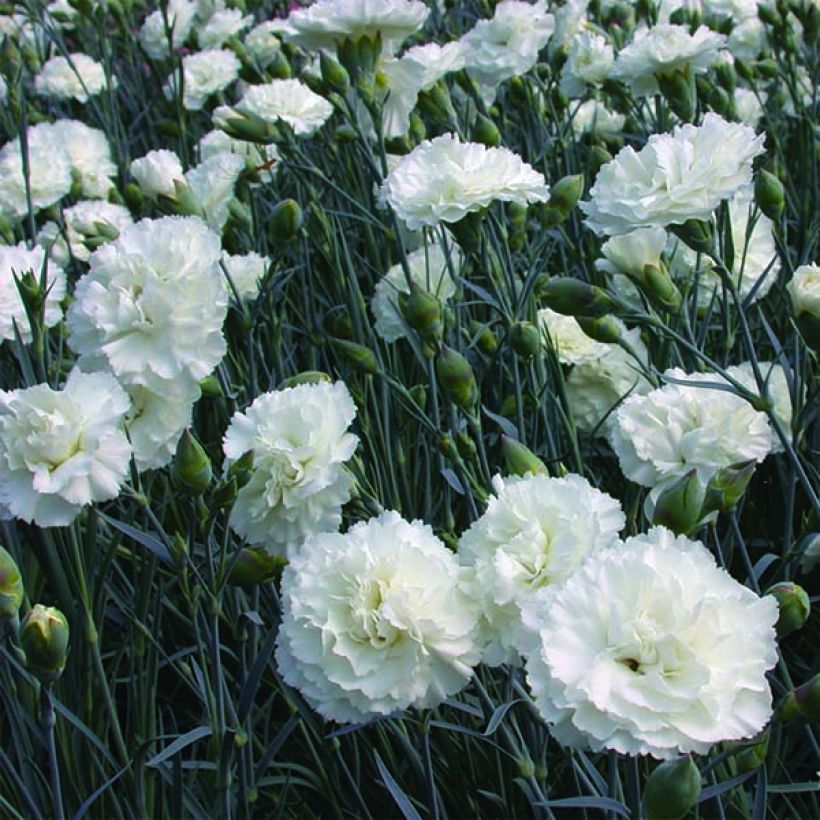 Dianthus plumarius Devon Dove (Flowering)