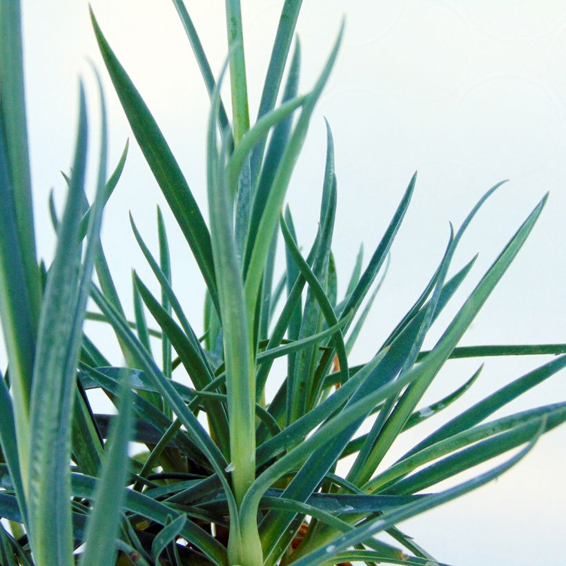 Dianthus plumarius Devon Dove (Foliage)