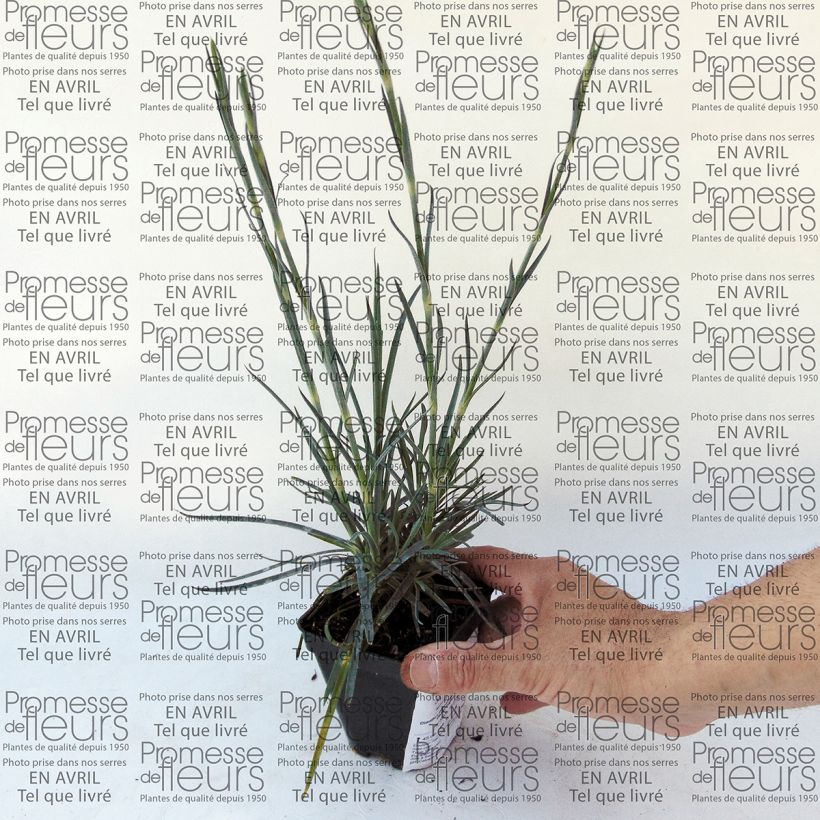 Example of Dianthus plumarius Devon Magic specimen as delivered