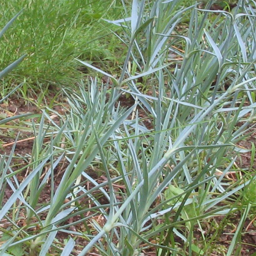 Dianthus plumarius Doris (Foliage)