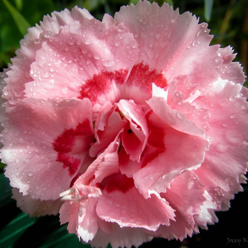 Dianthus plumarius Doris (Flowering)