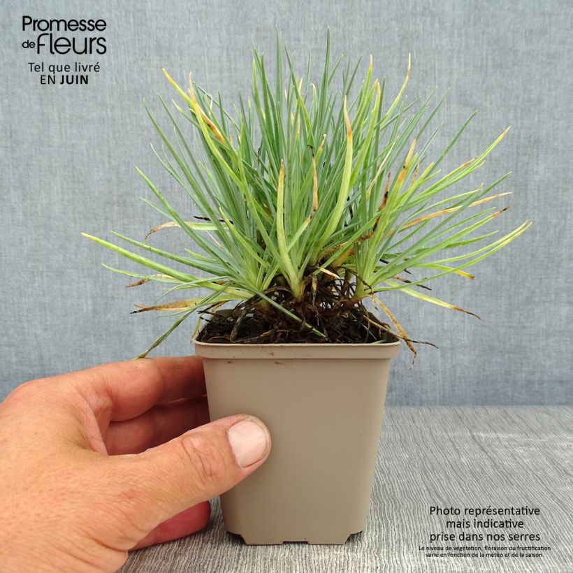 Dianthus plumarius Doris 8/9 cm pot sample as delivered in summer
