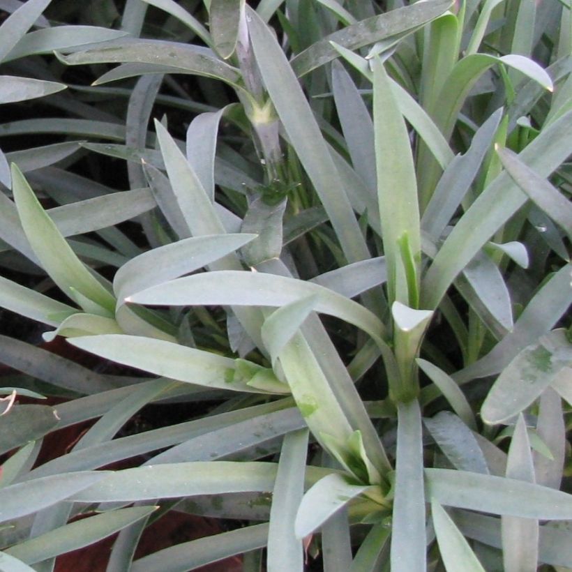 Dianthus plumarius Flore Pleno Albus (Foliage)