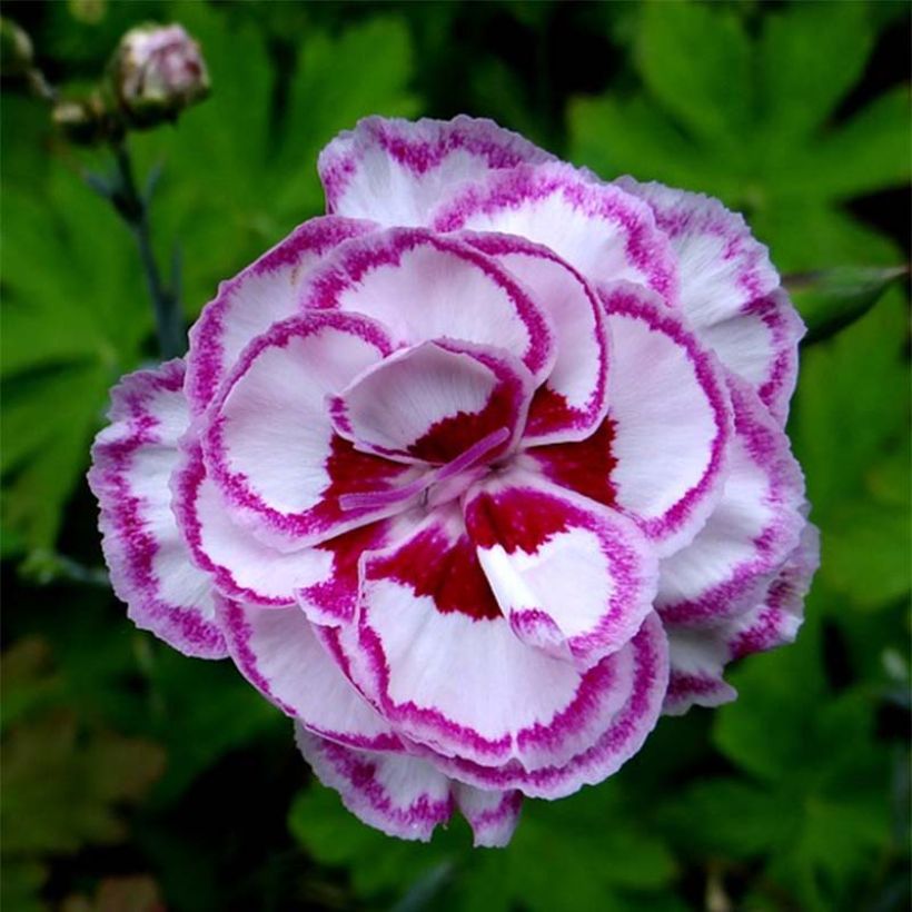 Dianthus plumarius Grans Favourite (Flowering)