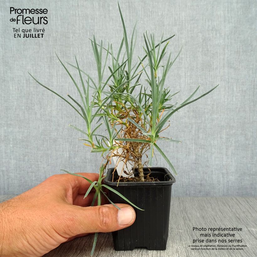 Dianthus plumarius Haytor White 8/9 cm pot sample as delivered in summer