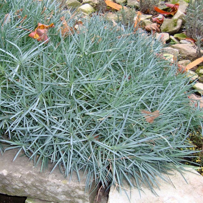 Dianthus plumarius Heidi (Plant habit)