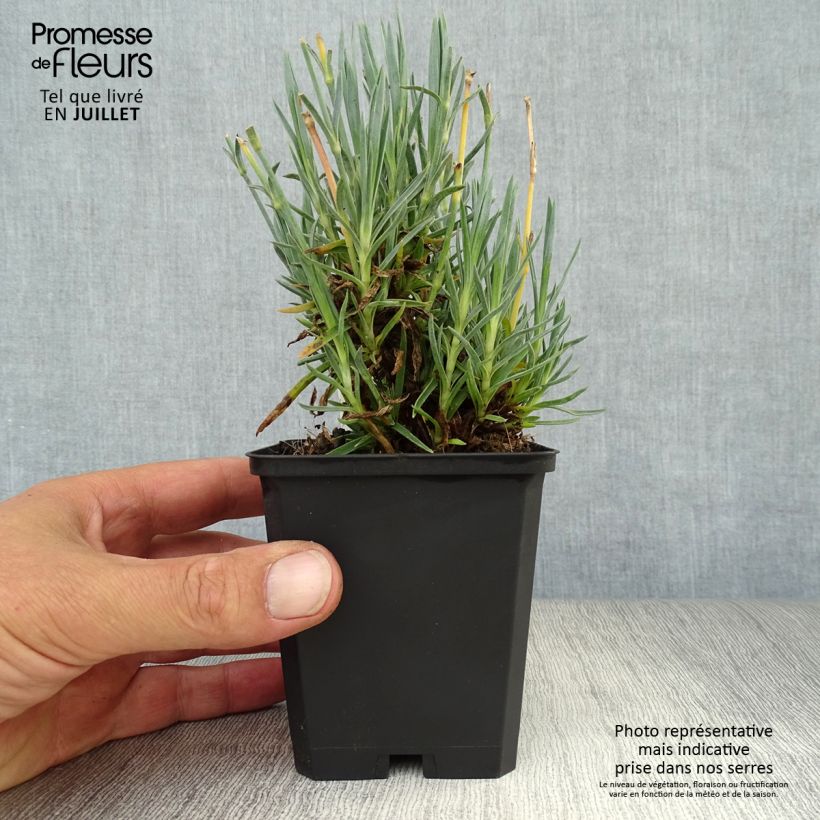 Dianthus plumarius Heidi 8/9 cm pot sample as delivered in summer