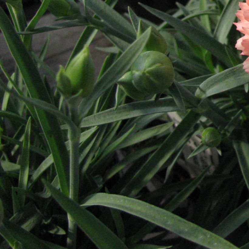 Dianthus plumarius Helen (Foliage)