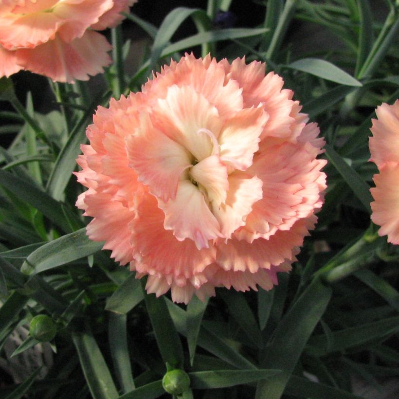 Dianthus plumarius Helen (Flowering)