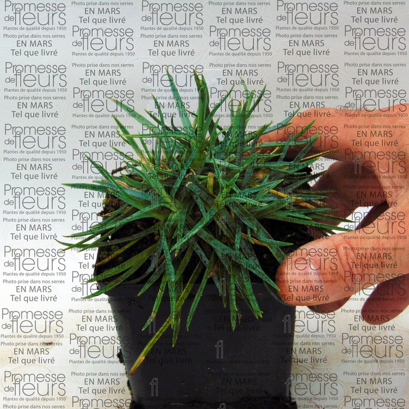 Example of Dianthus plumarius Helen 8/9 cm pot specimen as delivered