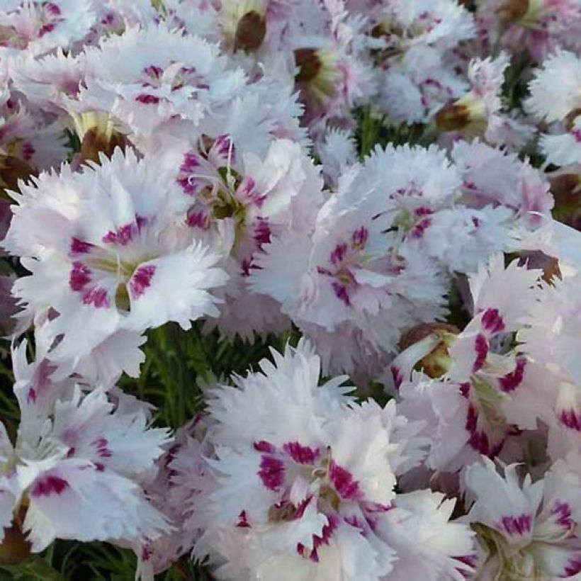 Dianthus plumarius Ine (Flowering)