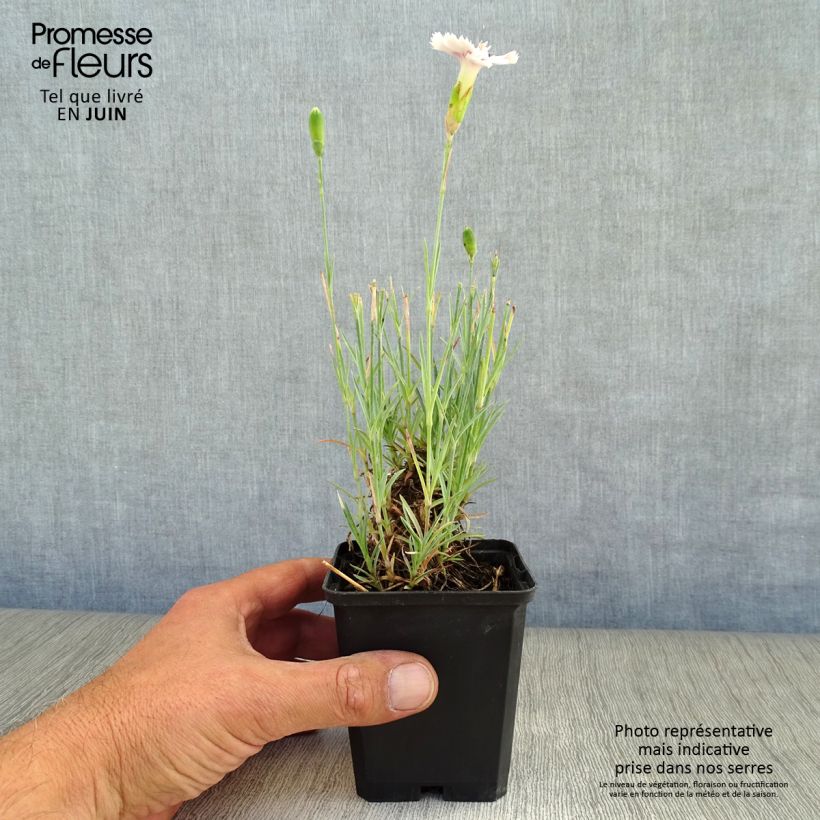 Dianthus plumarius Ine 8/9 cm pot sample as delivered in summer