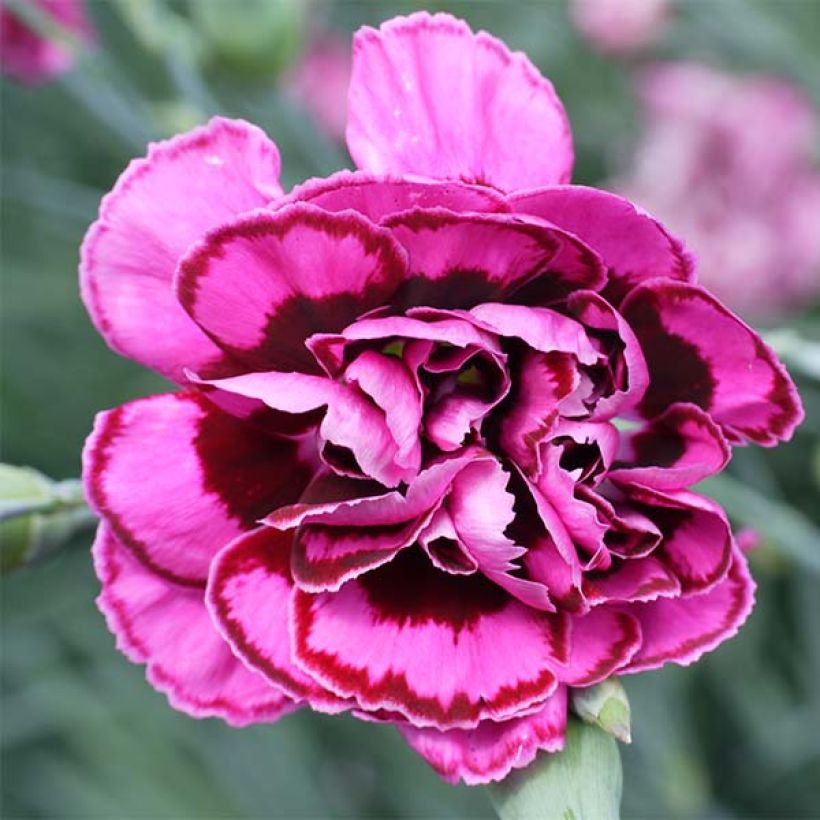 Dianthus plumarius Laced Monarch (Flowering)