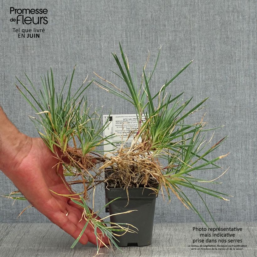 Dianthus plumarius Laced Monarch 8/9 cm pot sample as delivered in summer
