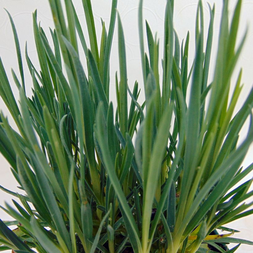 Dianthus plumarius Laced Monarch (Foliage)