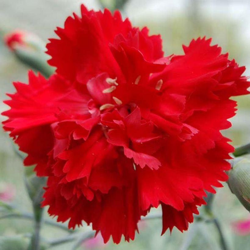 Dianthus plumarius Lady in Red (Flowering)