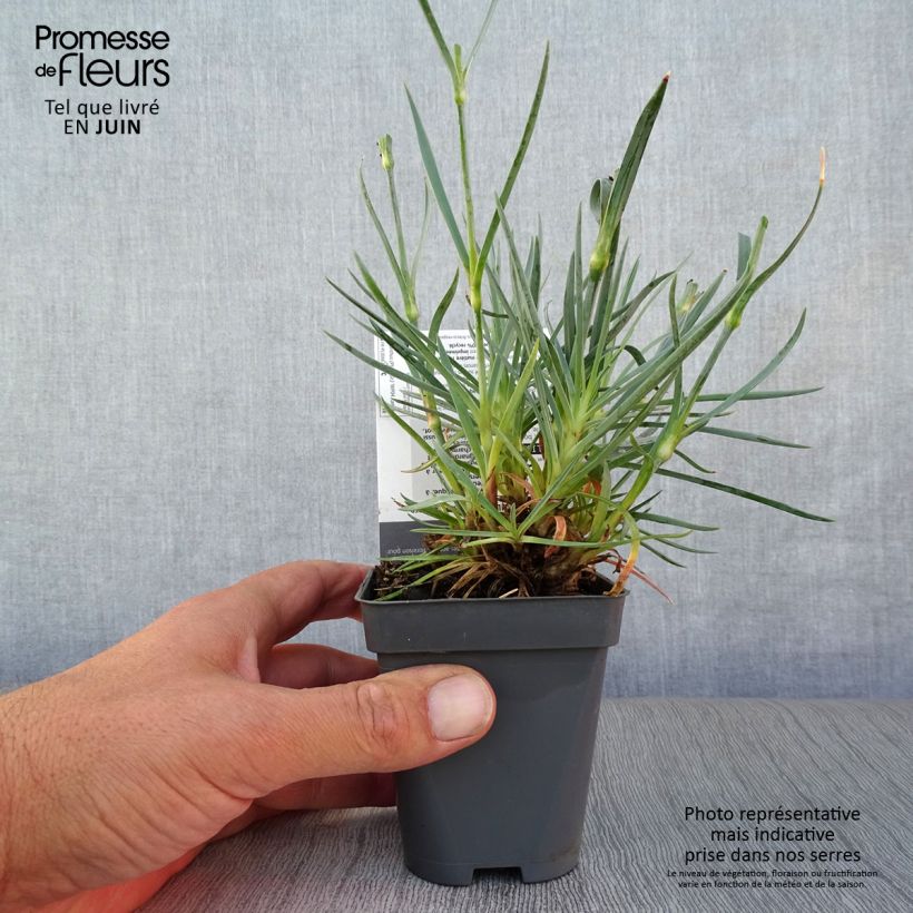 Dianthus plumarius Lady in Red 8/9 cm pot sample as delivered in summer