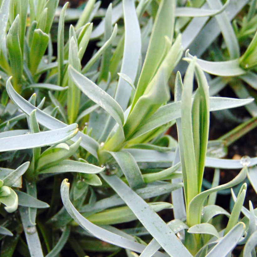 Dianthus plumarius Lady in Red (Foliage)