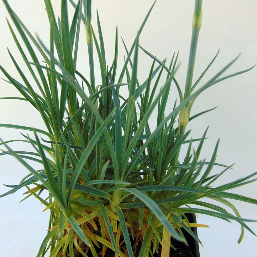 Dianthus plumarius Letitia Wyatt (Foliage)