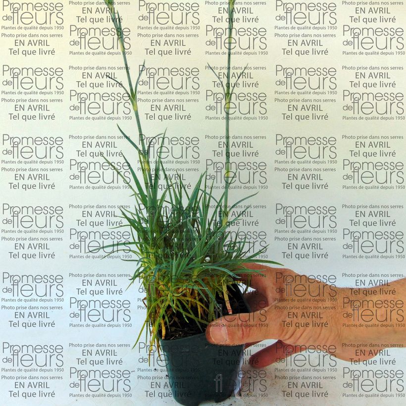 Example of Dianthus plumarius Letitia Wyatt - Oeillet mignardise Godet de 8/9 cm specimen as delivered