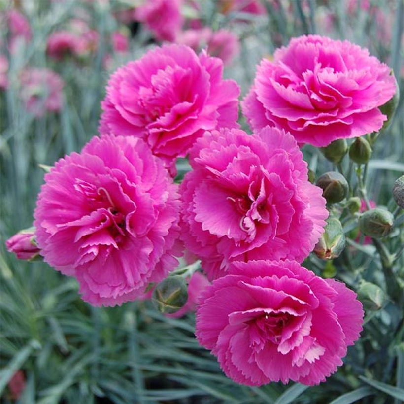 Dianthus plumarius Lily the Pink (Flowering)