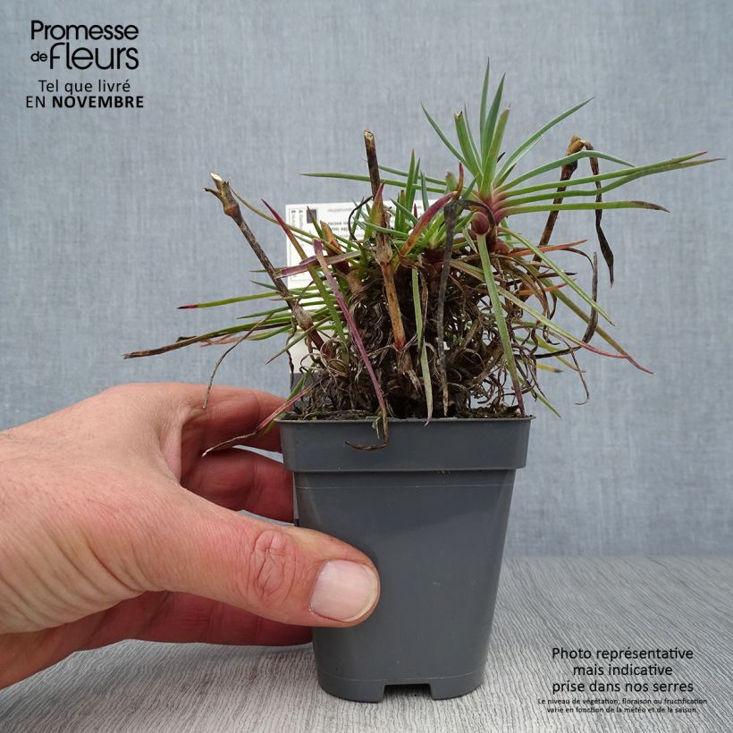 Dianthus plumarius Lily the Pink 8/9 cm pot sample as delivered in autumn