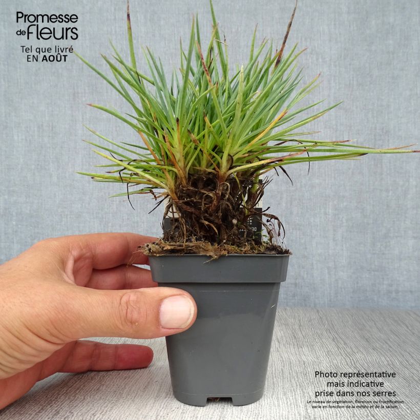 Dianthus plumarius Lily the Pink 8/9 cm pot sample as delivered in summer