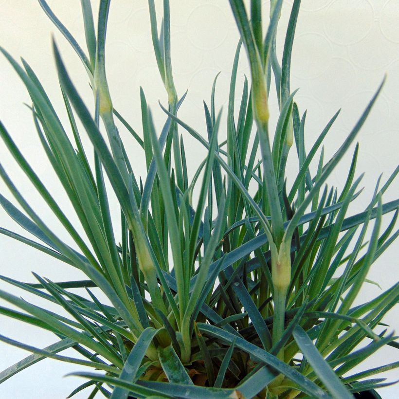 Dianthus plumarius Lily the Pink (Foliage)