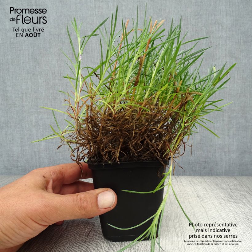 Dianthus plumarius Maggie 8/9 cm pot sample as delivered in summer
