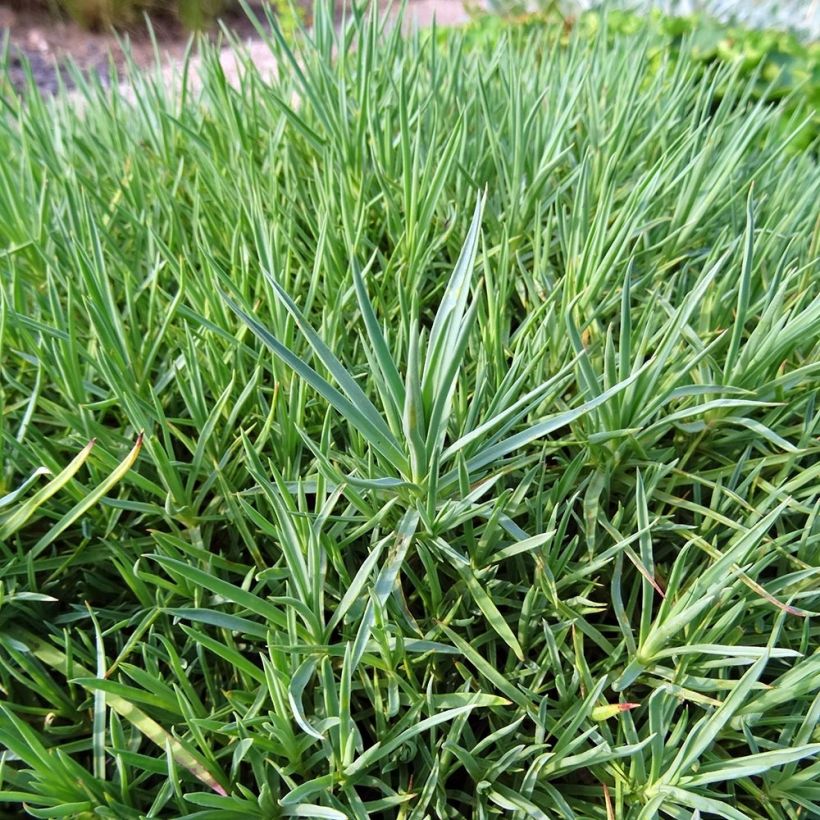 Dianthus plumarius Moulin Rouge (Foliage)