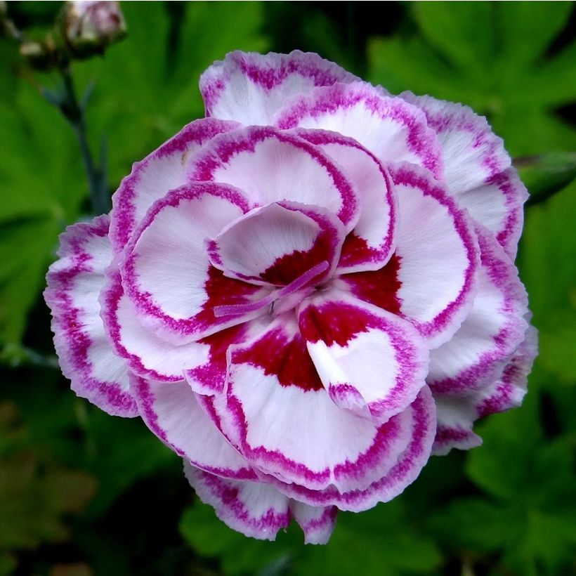 Dianthus plumarius Moulin Rouge (Flowering)