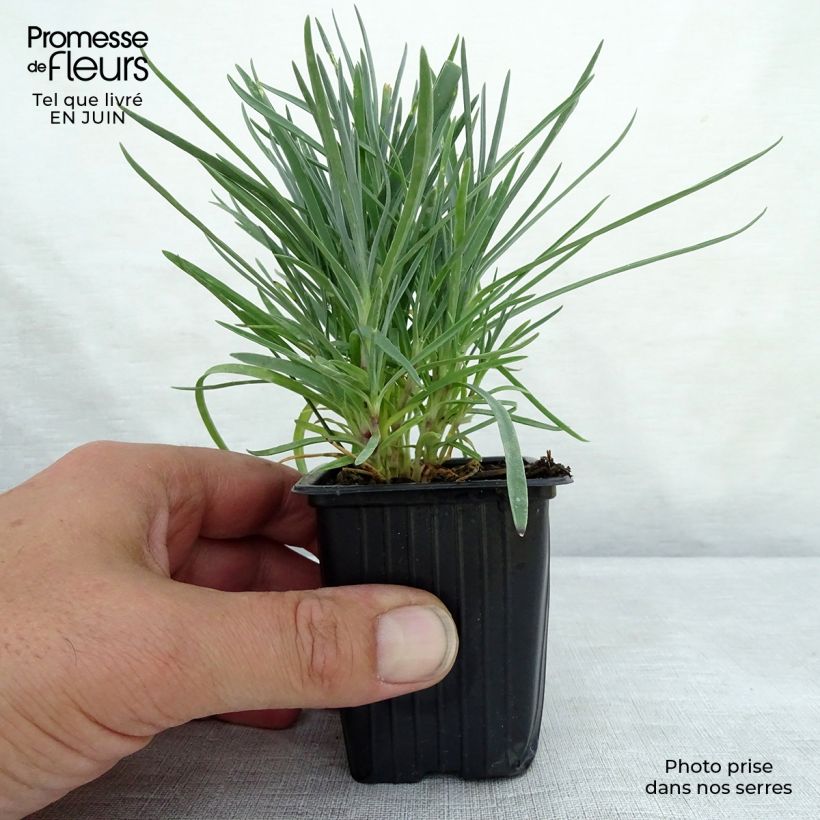 Dianthus plumarius Moulin Rouge 7/8 cm pot sample as delivered in summer
