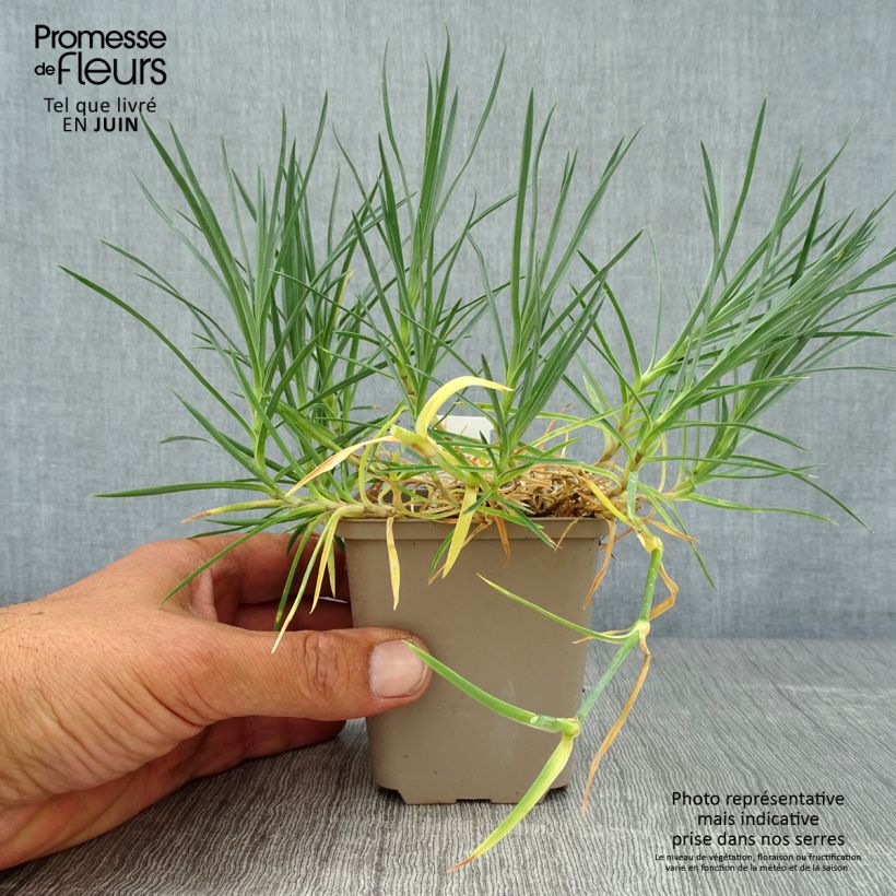 Dianthus plumarius Mrs Sinkins 8/9 cm pot sample as delivered in summer