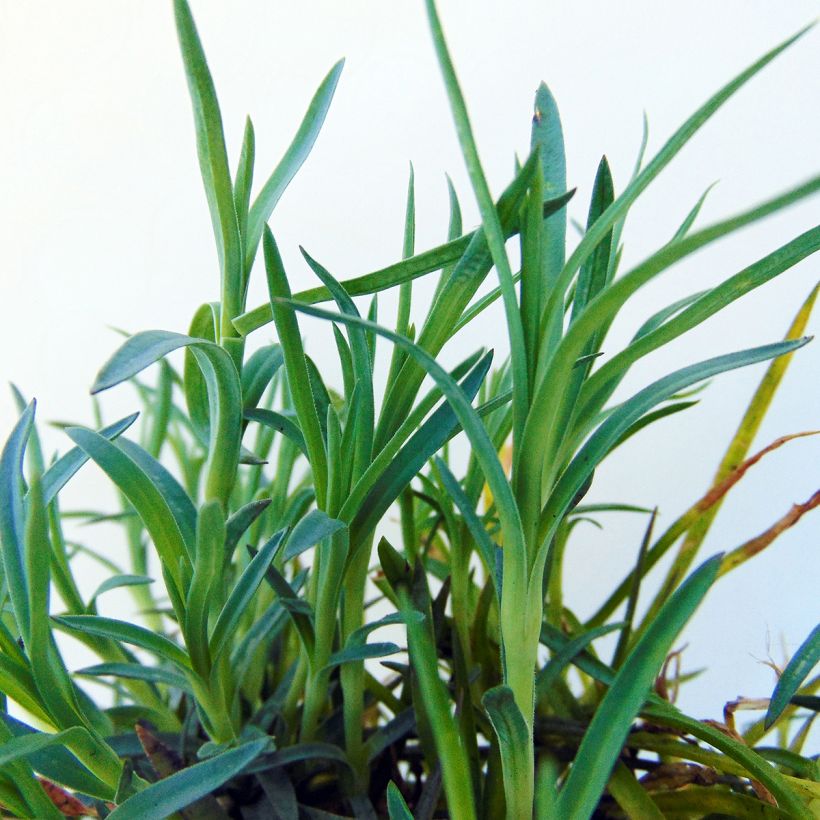 Dianthus plumarius Mrs Sinkins (Foliage)