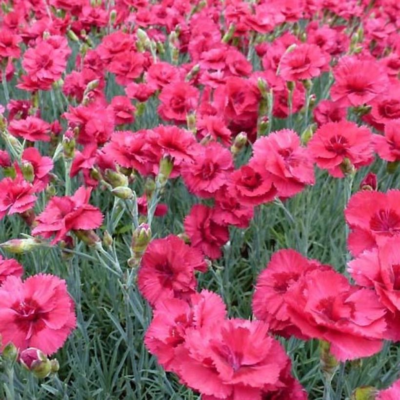 Dianthus plumarius Munot (Flowering)