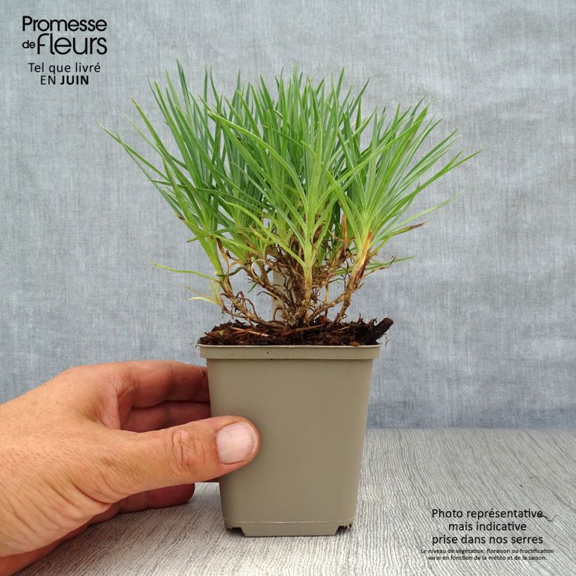 Dianthus plumarius Munot 8/9 cm pot sample as delivered in summer