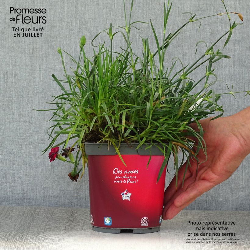 Dianthus plumarius Passion Hot Red 2L/3L pot sample as delivered in summer