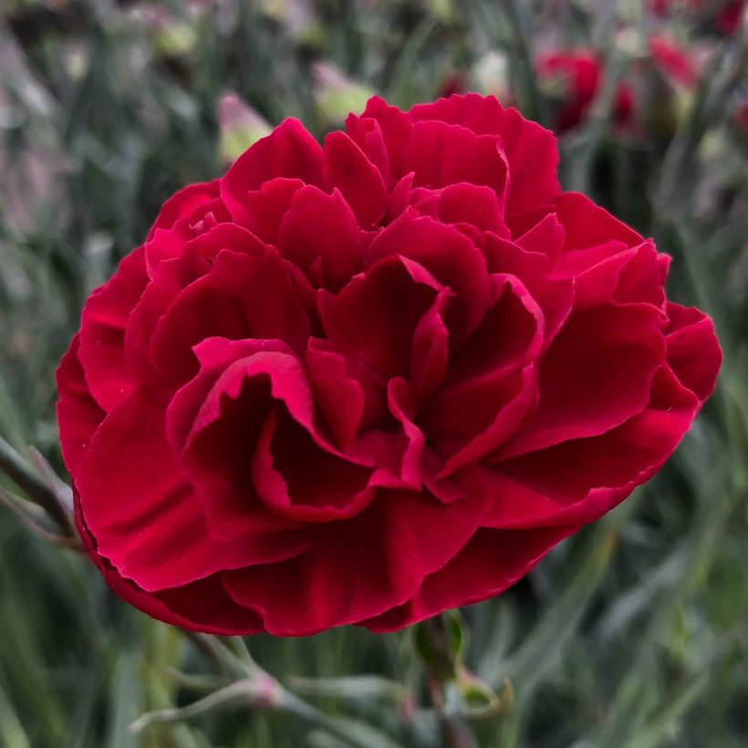 Dianthus plumarius Passion Hot Red (Flowering)