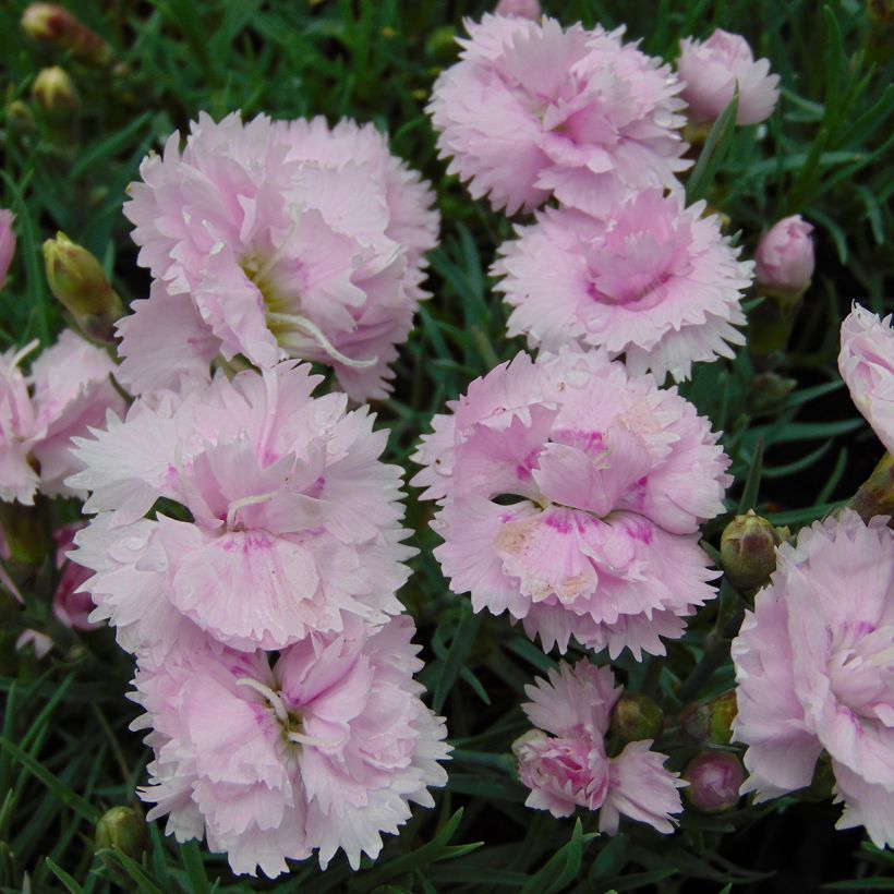 Dianthus plumarius Pikes Pink (Flowering)