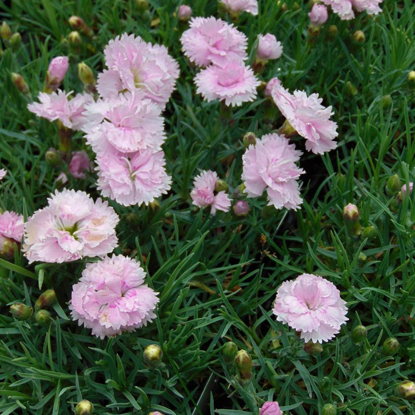 Dianthus plumarius Pikes Pink (Plant habit)