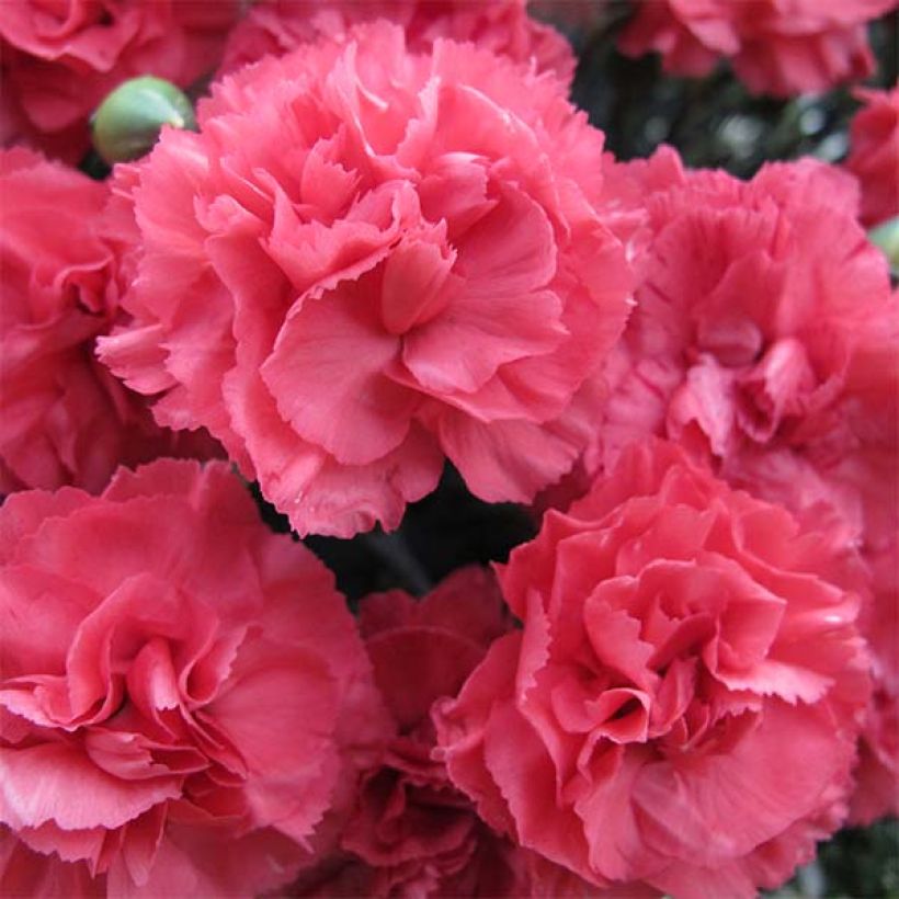 Dianthus plumarius Pretty Flamingo (Flowering)